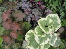 ������� �����������