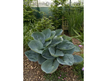 ����� love pat.jpg