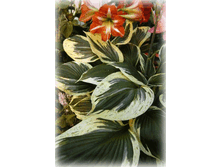 ����� �����������.gif