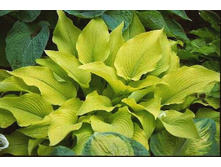 ����� ��� �����.jpg