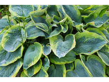 ����� ������� �������.jpg