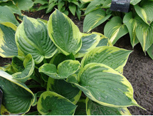 ����� ���.jpg