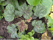 ������� ����� �����.JPG