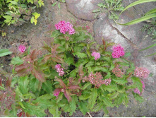 ������ ������.JPG