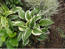 ����� �������.JPG