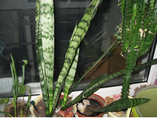 ����������� (����������) ����������� (Sansevieria trifasciata Prain.)