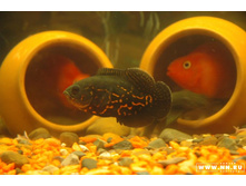 ������ �����