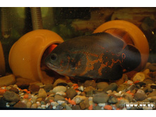 ������ �����