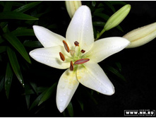 ����գ���