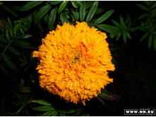 ��������� ��������