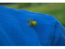 ������ ����