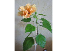 ��� �� ������� ������ )))