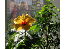 ��-���� � �������