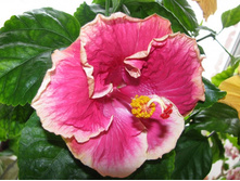 ����� ���