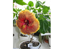 ���� ������