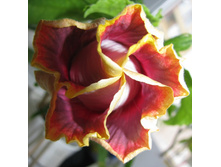 ���� �����