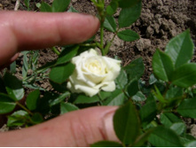 ������ �� ����� �������� ������� � ������ ����