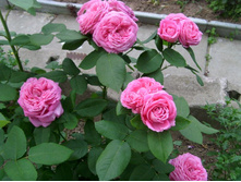 �������� Emotion (�������)