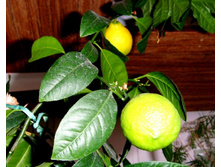 �������� �������.JPG