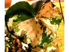 ������ 2.JPG