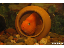 ����� � ��������