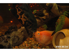 ������ �����