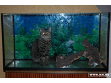 ���� ���