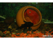 ������ ����