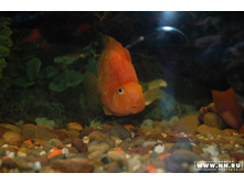 ������ ������