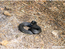 ������ ������������