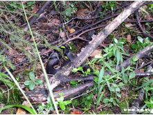 ������ ������������ 2