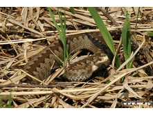 ������ ��������