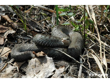 ������ �������� 2