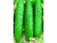 ������ ���������� 12,50 ���..jpg