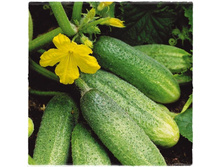 ������ �������� 5,05 ���..jpg