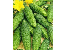 ������ ������ 19,00 ���..jpg