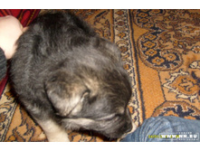 ������ �������� � ��ԣ���)