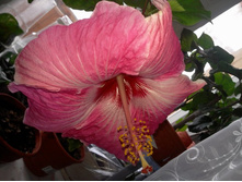 amy lynn �������