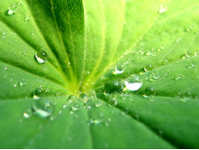 DropsOnLeaf.jpg