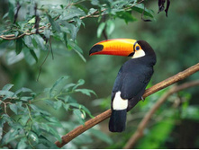 Toco Toucan.jpg