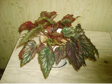 ������� �����������