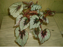 ������� ����