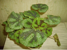 ������� ������