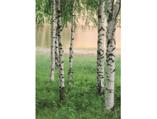 381 Murals 4 ����� 183 � 254 �� 654���