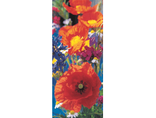 515 Door Murals 86 x 200 �� 410���