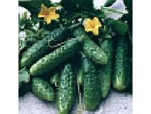 ������ ��������� 7,15 ���..jpg