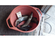 ������� �������...