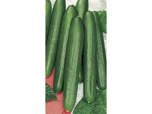 ������ ������ 9,50 ���..jpg