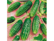 ������ �������� 5,40 ���..JPG