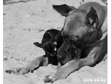 �������� � ��������